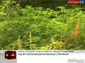В Краснодаре уничтожено свыше полутора тысяч гектаров карантинных сорняков