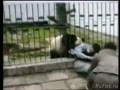 Милашка панда напала на туриста