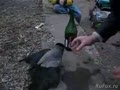 Ворона-алкоголичка