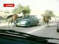 суровые лошади в израиле