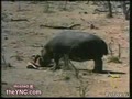 Гипопотам спасает антилопу