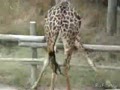 веслая озвучка жирафов