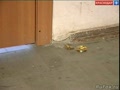В старом Доме быта в Краснодаре ограбили 30 офисов