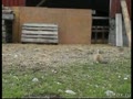 В Швеции живет кролик-пастух
