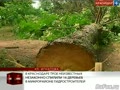 В Краснодаре трое неизвестных незаконно спилили 16 деревьев в микрорайоне Гидростроителей