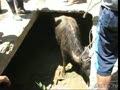 В Махачкале спасли быка, провалившегося в коллектор