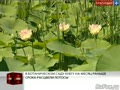 В Ботаническом саду КубГУ на месяц раньше срока расцвели лотосы