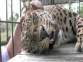Леопард очень любит,когда его гладят