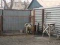 Собака танцует в Караганде район - Михайловка