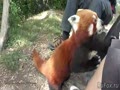 Ручная красная панда